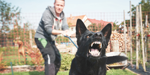 Best Dog Bite Lawyers in Fort Wayne, IN | Top Dog Bite Attorneys in